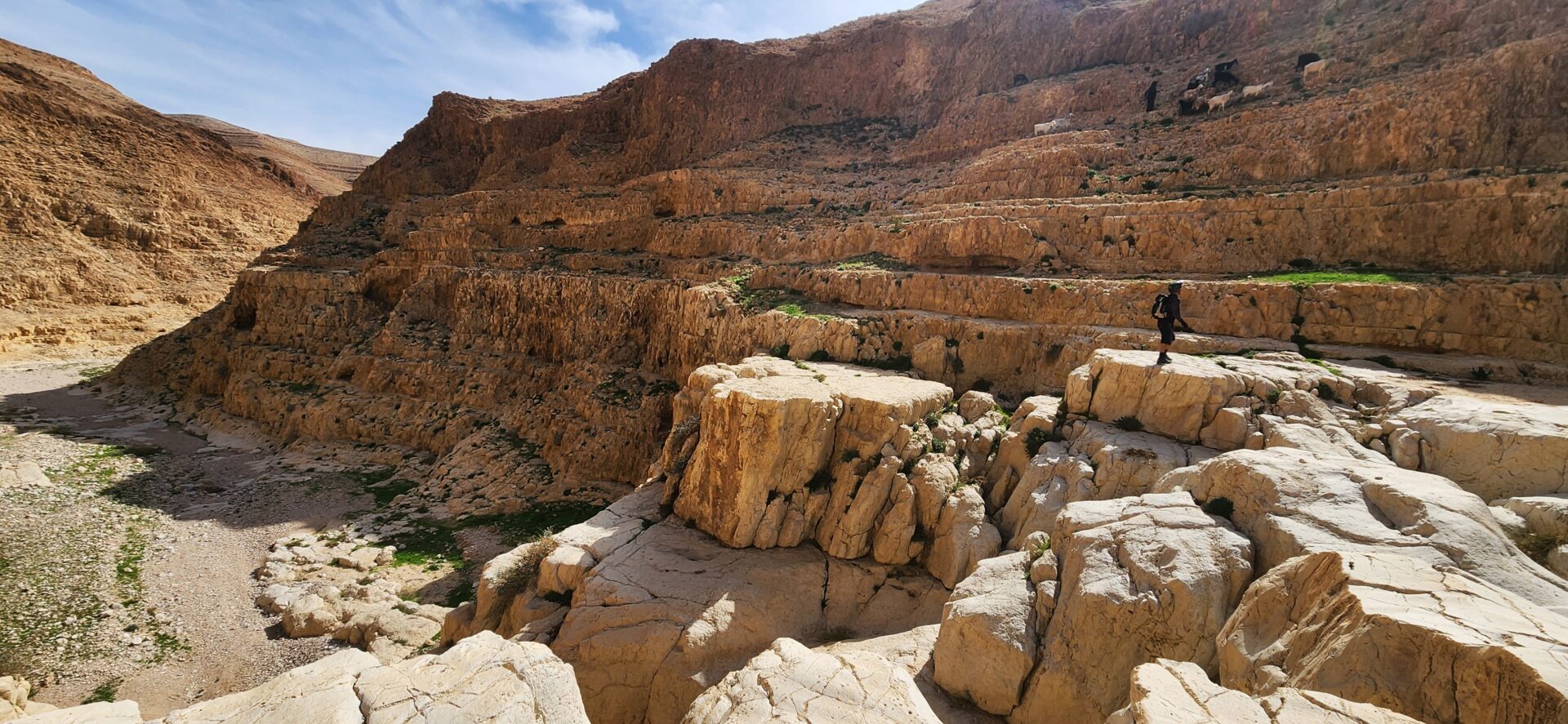 Read more about the article בין ערד למצדה