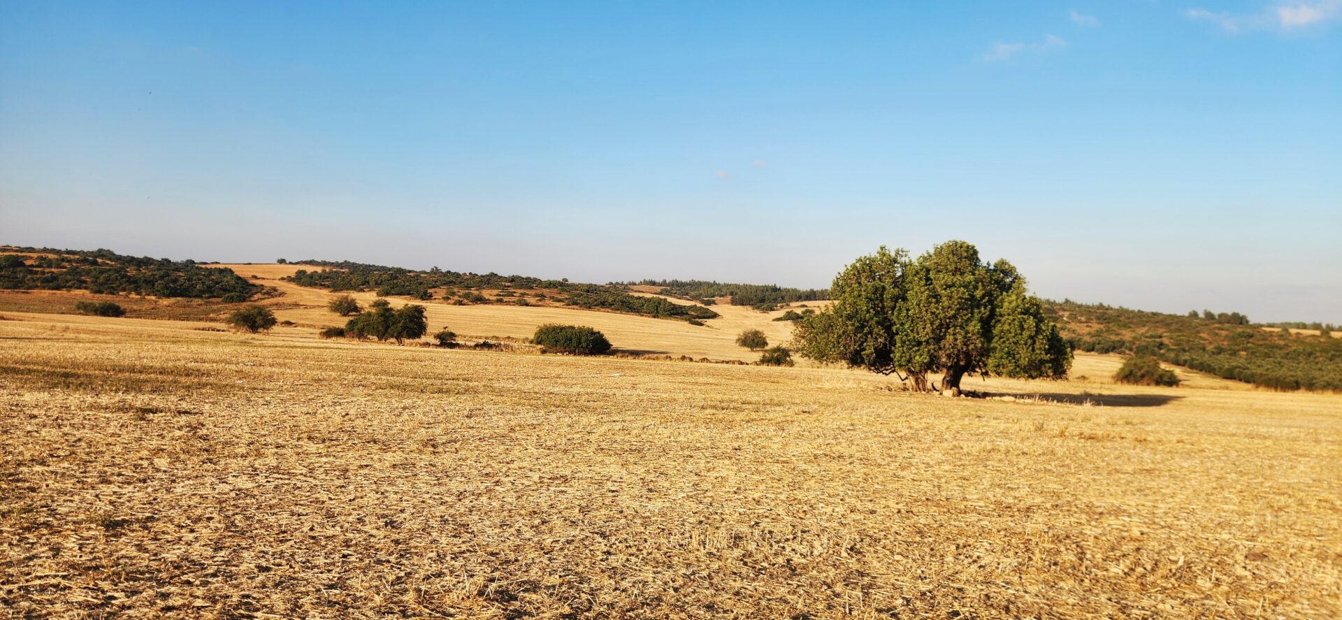 Read more about the article בין שריגים זכריה ובאר האלה